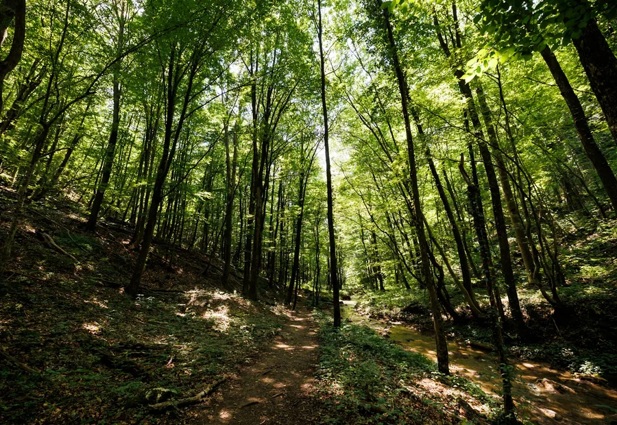 Rezervația Valea Mare